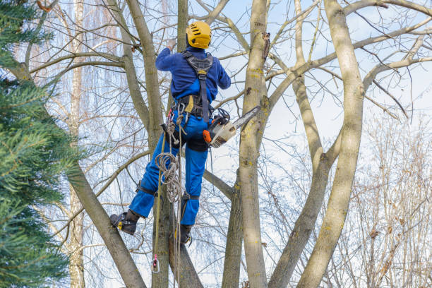 Best Tree Preservation Services  in Springfield, TN