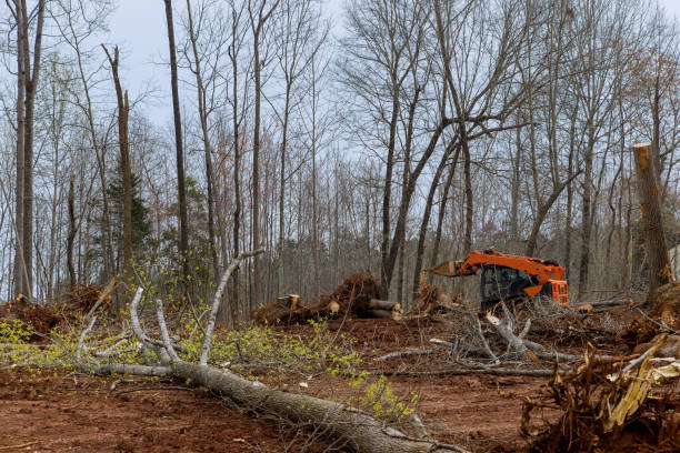 How Our Tree Care Process Works  in  Springfield, TN