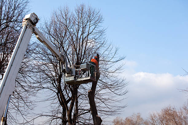 Best Tree Risk Assessment  in Springfield, TN